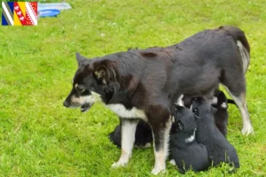 Read more about the article Lappish reindeer dog breeder and puppies in Grand Est