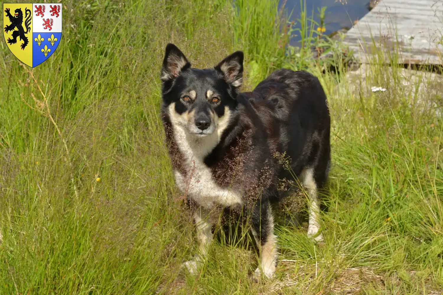 Read more about the article Lappish reindeer dog breeder and puppies in Hauts-de-France