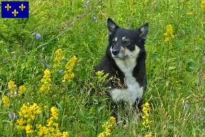 Read more about the article Lappish reindeer dog breeder and puppies in Île-de-France