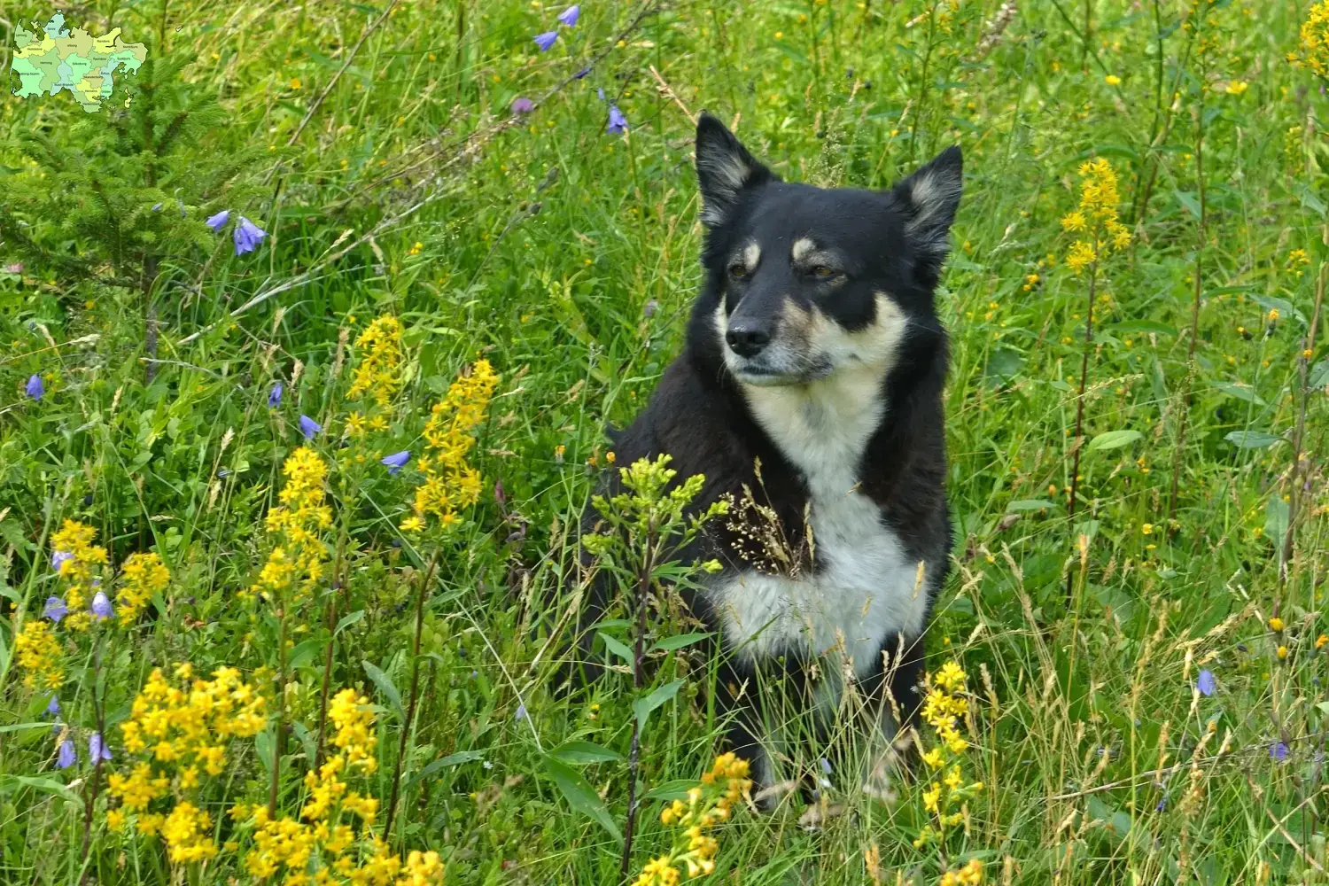 Read more about the article Lappish reindeer dog breeder and puppies in Midtjylland