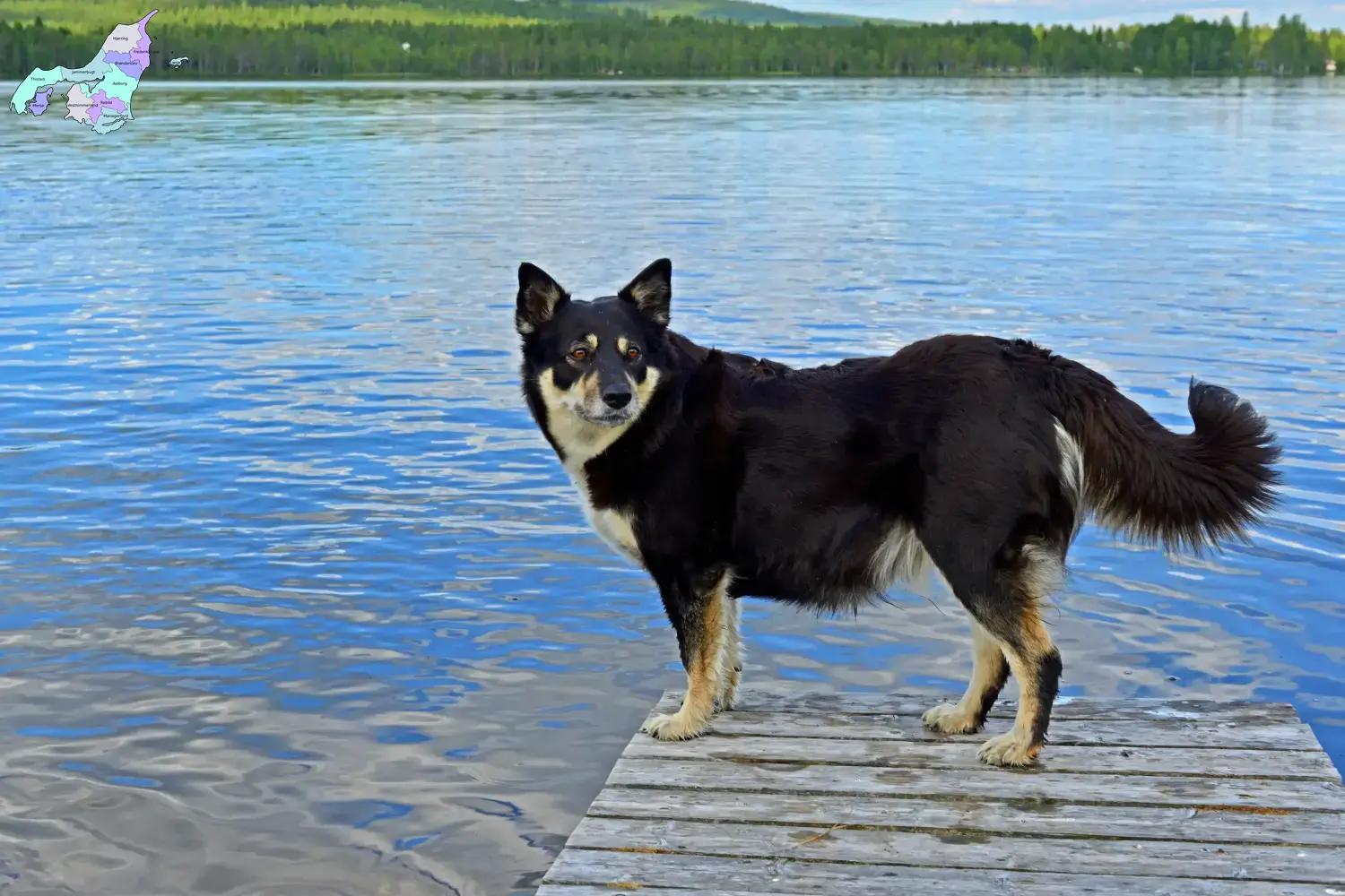 Read more about the article Lappish reindeer dog breeder and puppies in North Jutland