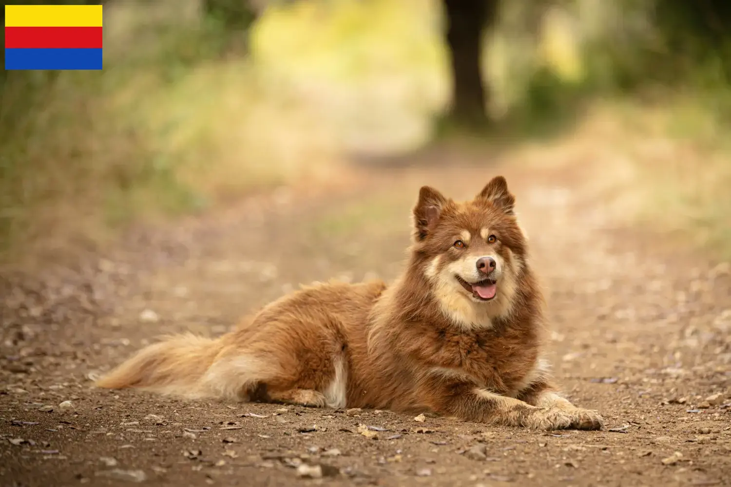 Read more about the article Lappish reindeer dog breeder and puppies in North Holland