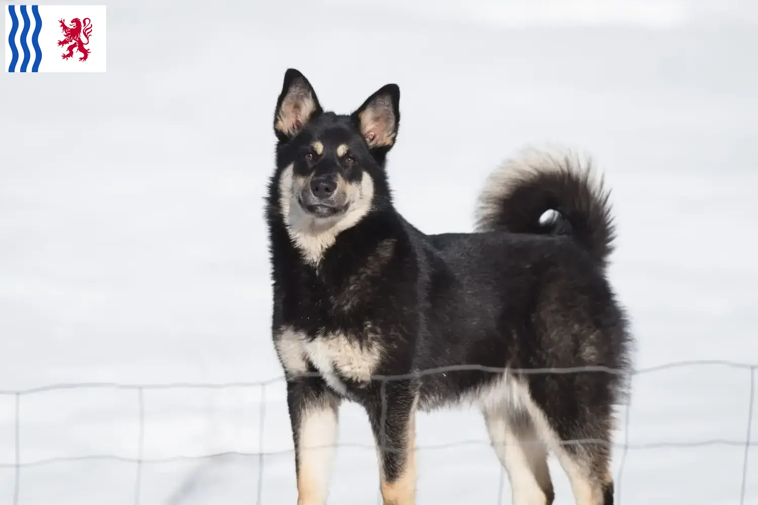 Read more about the article Lappish reindeer dog breeder and puppies in Nouvelle-Aquitaine