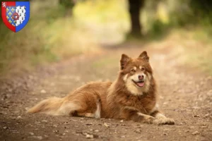 Read more about the article Lappish reindeer dog breeder and puppies in Pays de la Loire