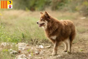 Read more about the article Lappish reindeer dog breeder and puppies in Provence-Alpes-Côte d’Azur