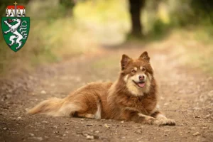 Read more about the article Lappish reindeer dog breeder and puppies in Styria