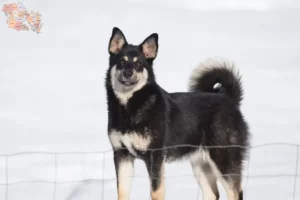 Read more about the article Lappish reindeer dog breeder and puppies in Syddanmark