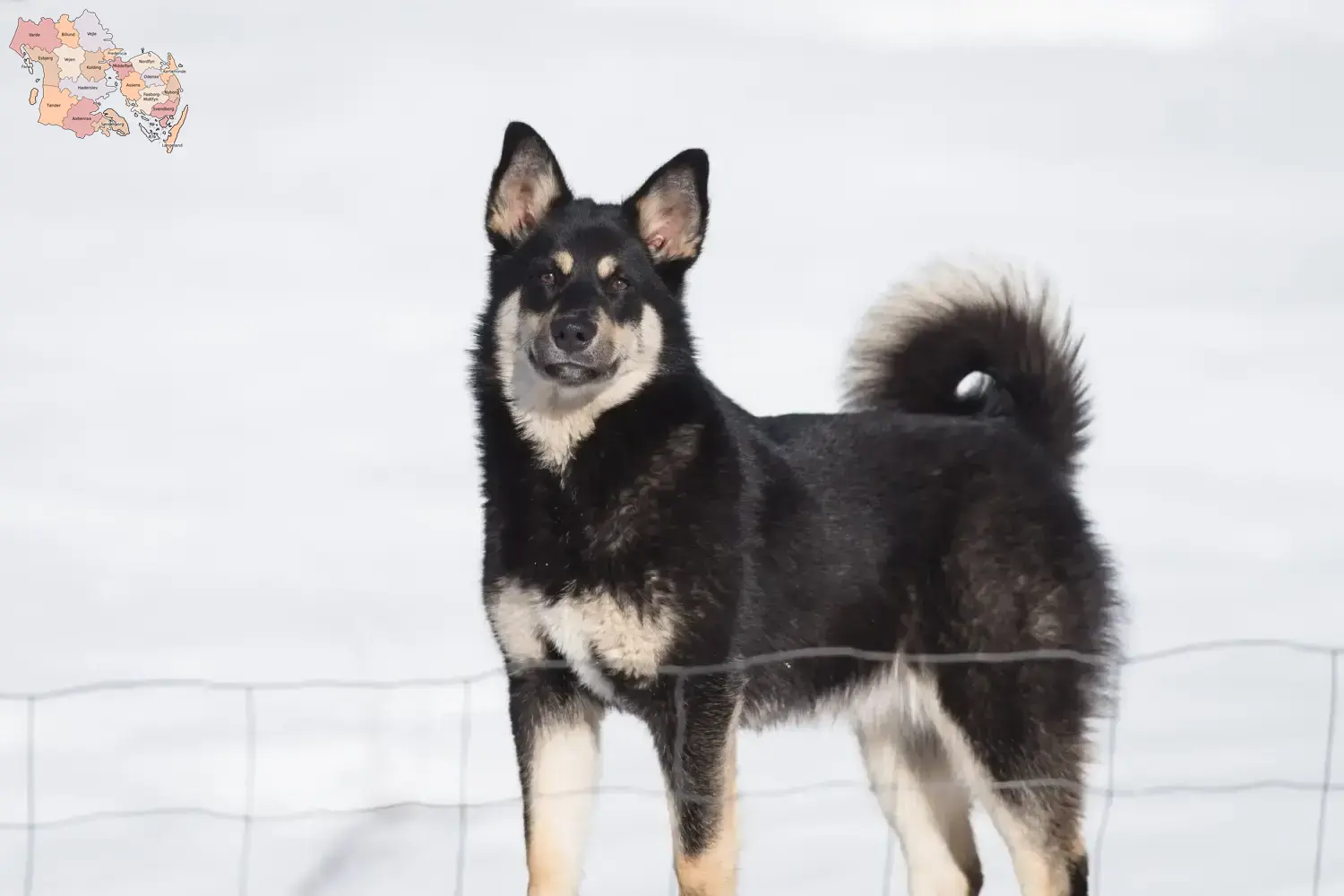 Read more about the article Lappish reindeer dog breeder and puppies in Syddanmark