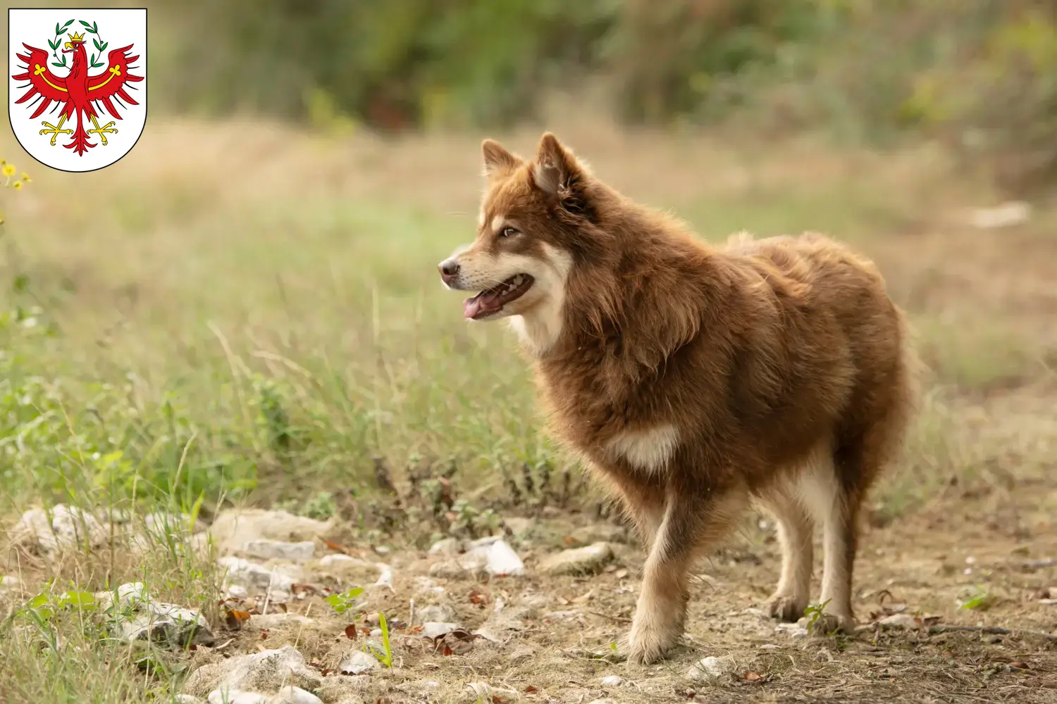 Read more about the article Lappish reindeer dog breeder and puppies in Tyrol