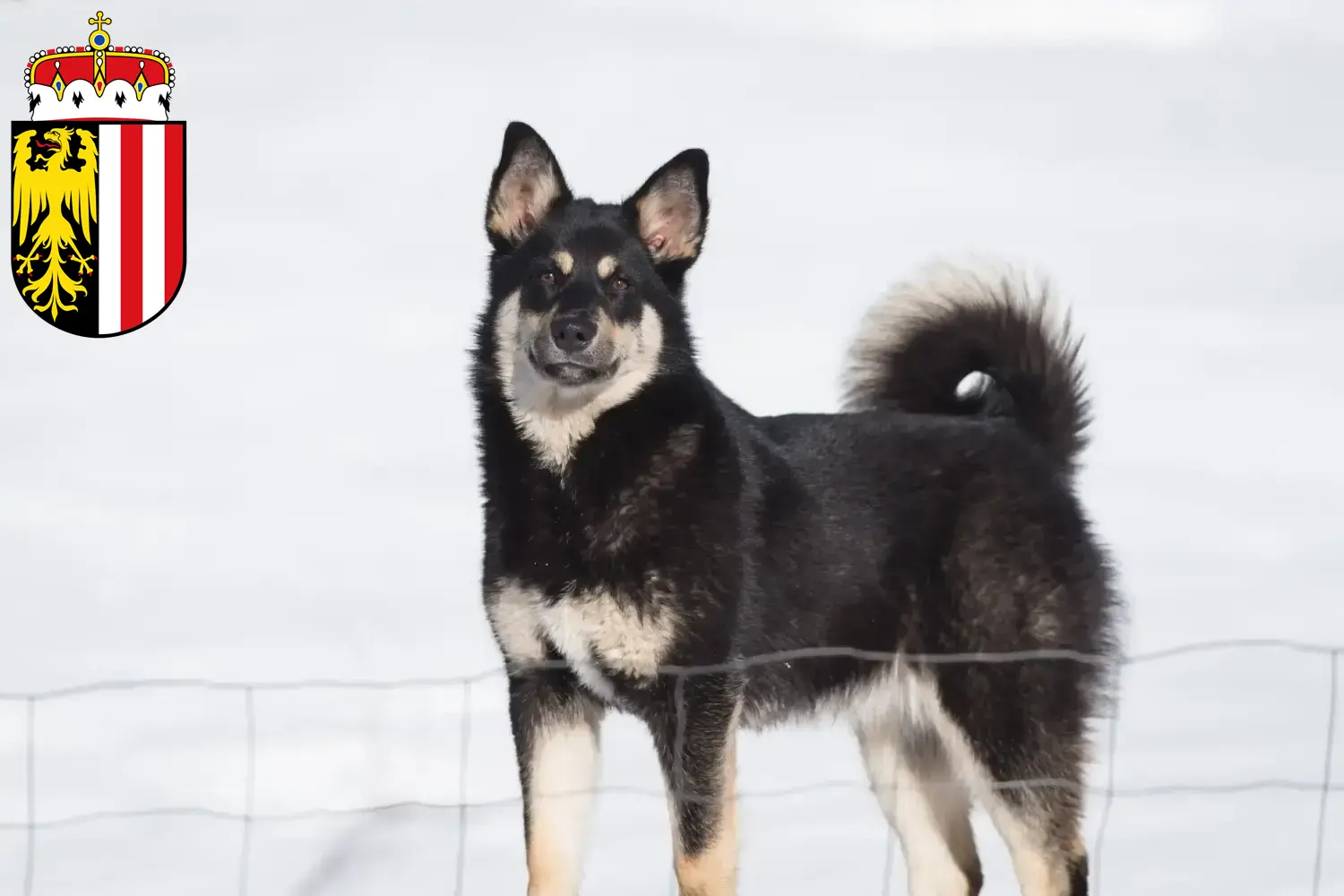 Read more about the article Lappish reindeer dog breeder and puppies in Upper Austria