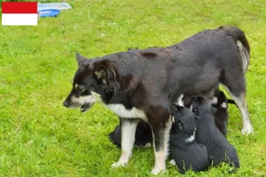 Read more about the article Lappish reindeer dog breeder and puppies in Vienna