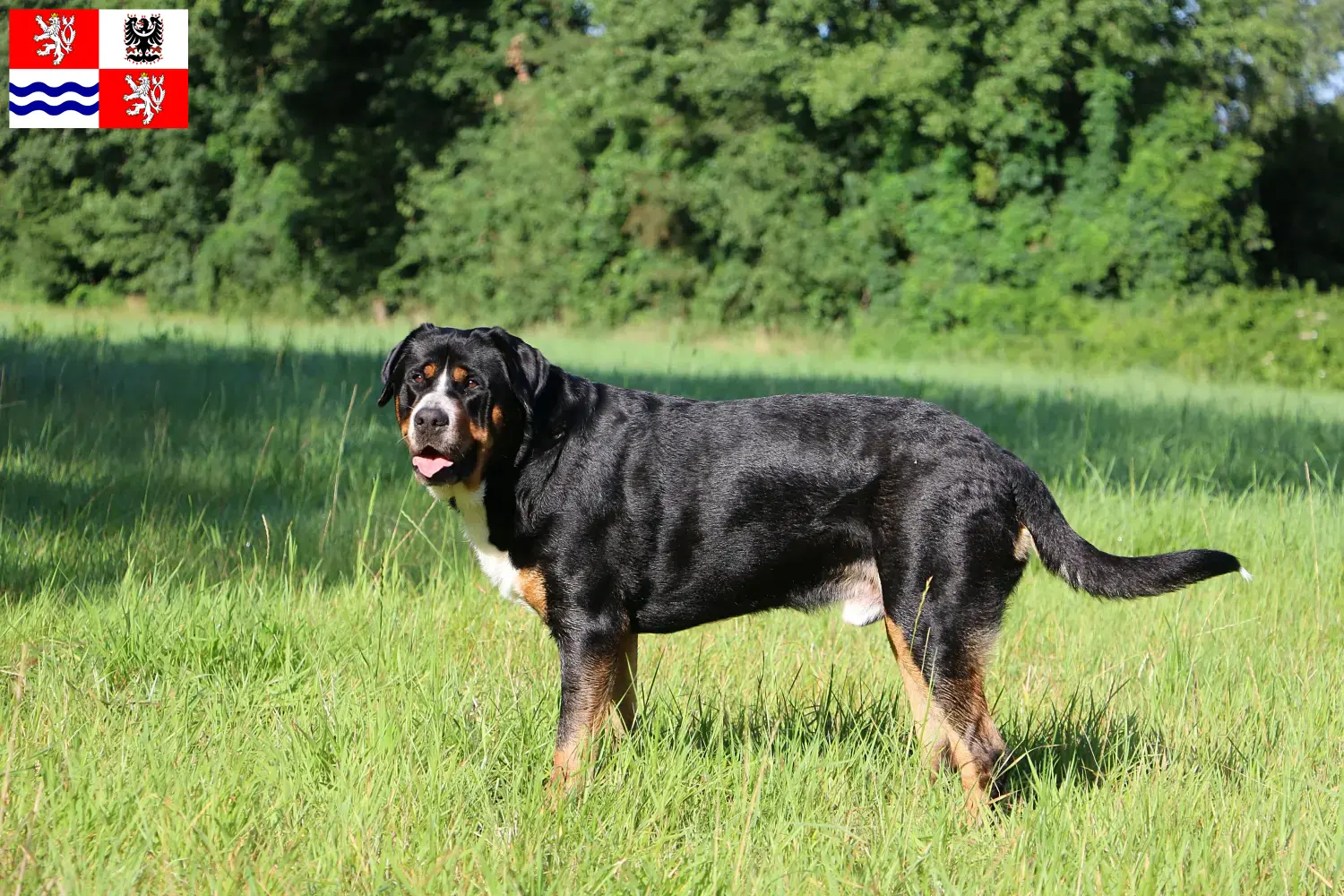 Read more about the article Great Swiss Mountain Dog breeder and puppies in Central Bohemia