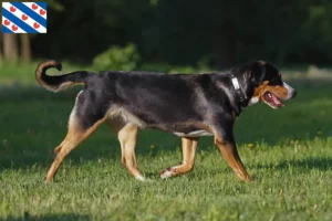 Read more about the article Great Swiss Mountain Dog breeder and puppies in Friesland