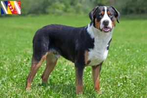 Read more about the article Great Swiss Mountain Dog breeder and puppies in Grand Est