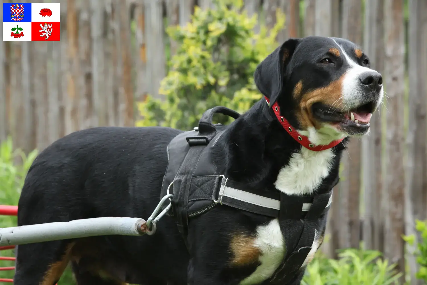 Read more about the article Great Swiss Mountain Dog breeder and puppies in Vysočina
