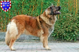 Read more about the article Leonberger breeders and puppies in Centre-Val de Loire