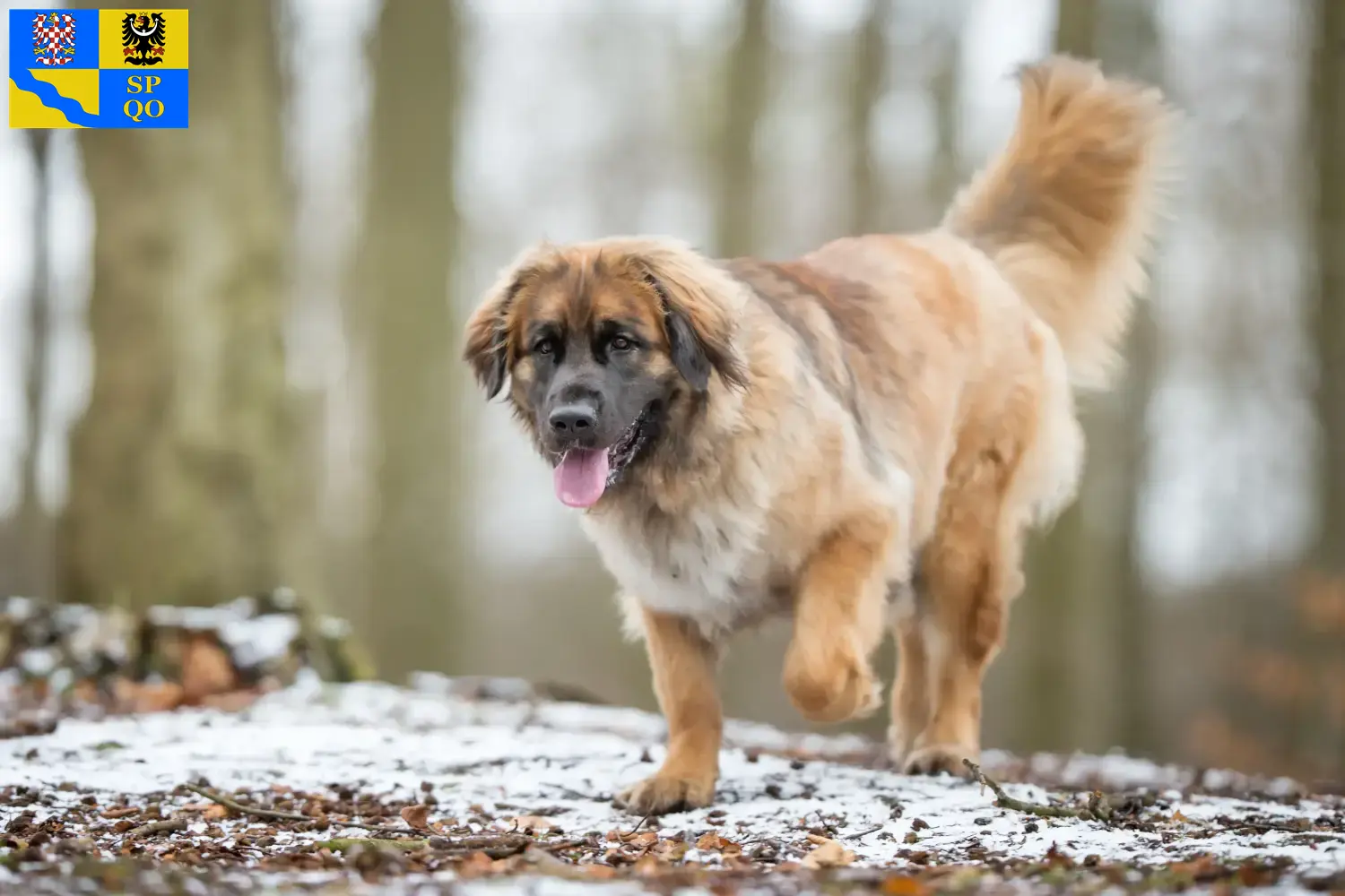 Read more about the article Leonberger breeders and puppies in Olomouc