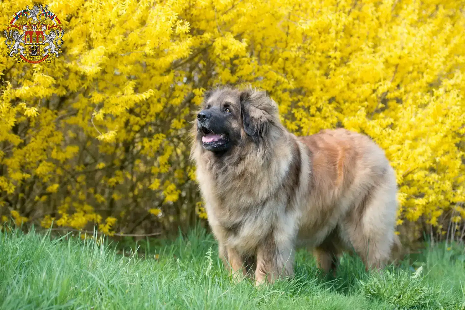 Read more about the article Leonberger breeders and puppies in Prague