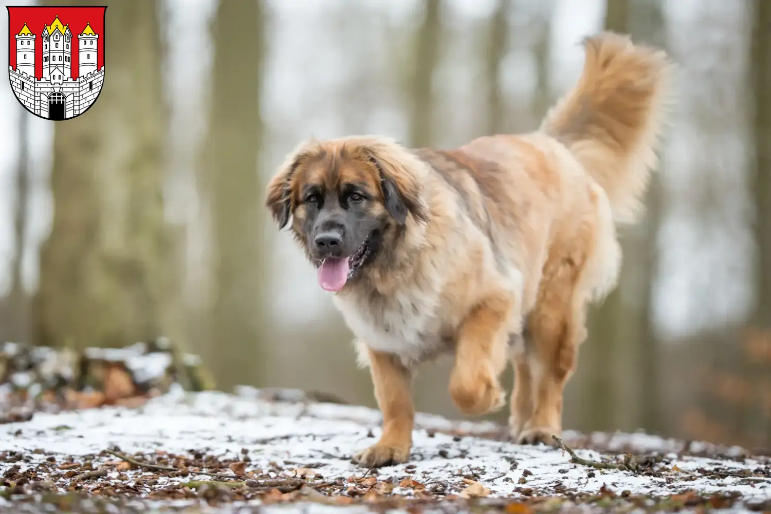 Read more about the article Leonberger breeders and puppies in Salzburg