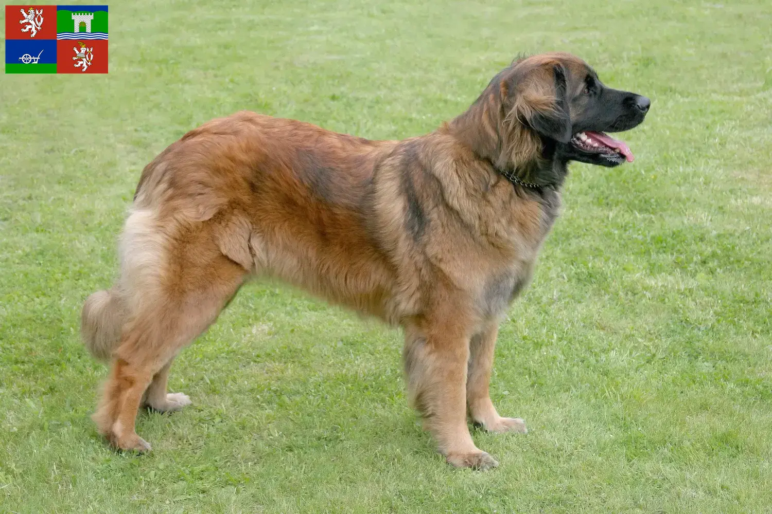 Read more about the article Leonberger breeders and puppies in Ústí