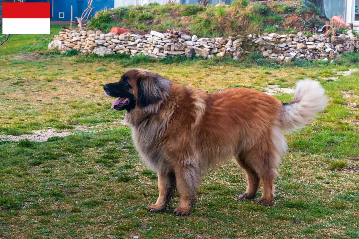 Read more about the article Leonberger breeders and puppies in Vienna