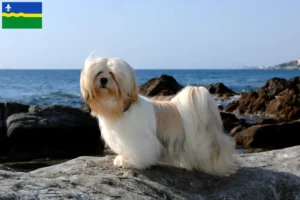 Read more about the article Lhasa Apso breeders and puppies in Flevoland