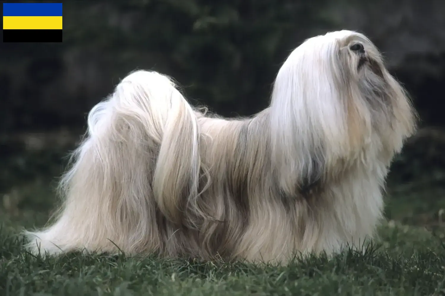 Read more about the article Lhasa Apso breeders and puppies in Gelderland