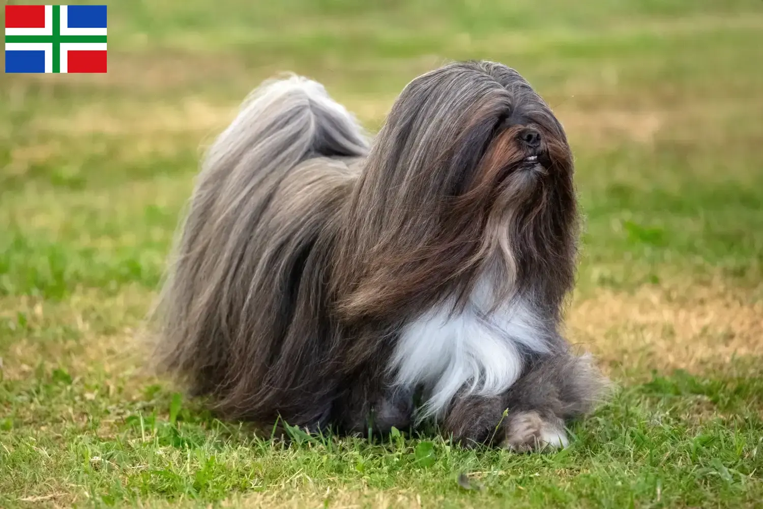 Read more about the article Lhasa Apso breeders and puppies in Groningen