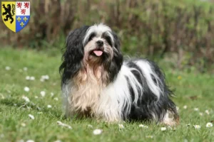 Read more about the article Lhasa Apso breeders and puppies in Hauts-de-France