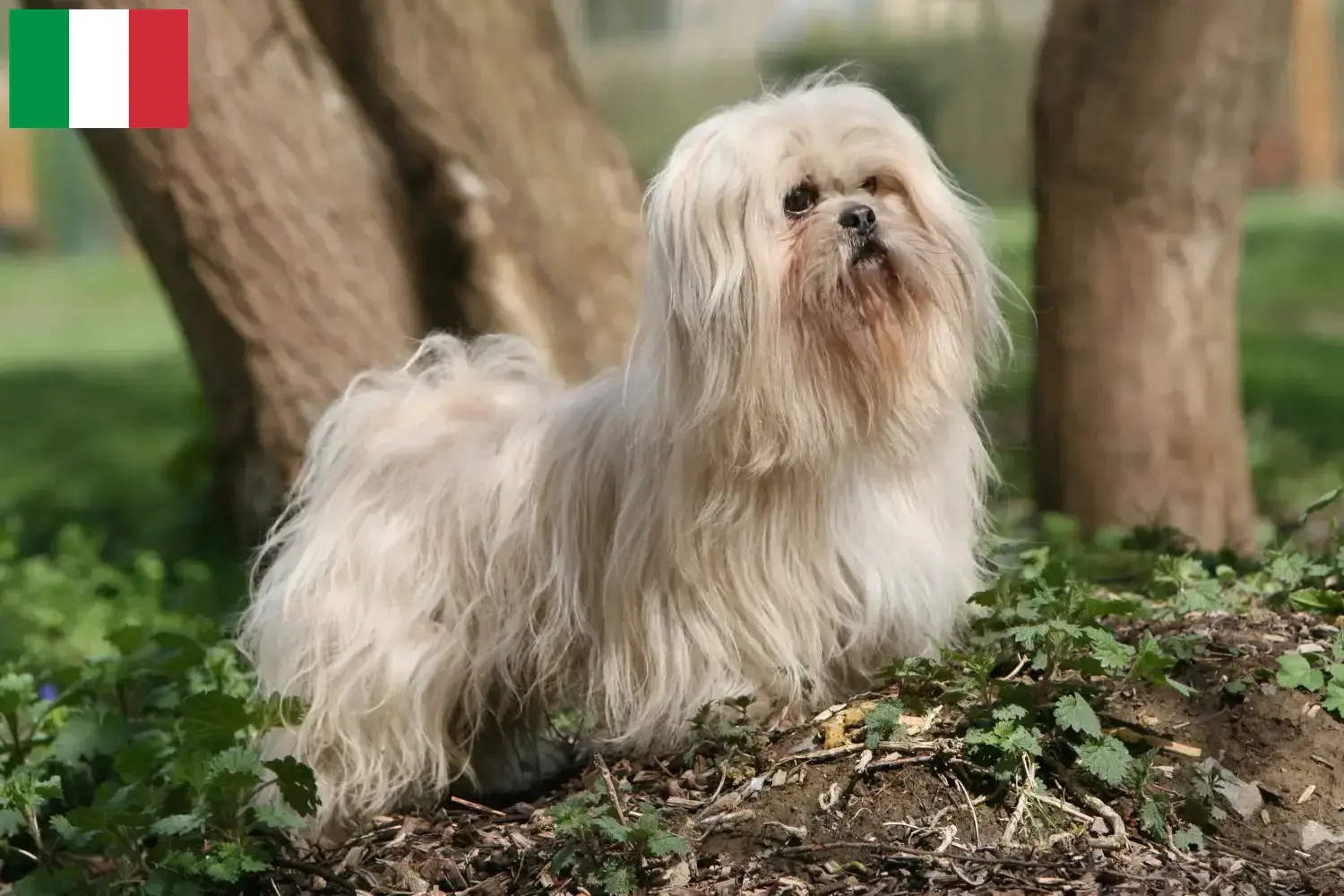 Read more about the article Lhasa Apso breeders and puppies in Italy