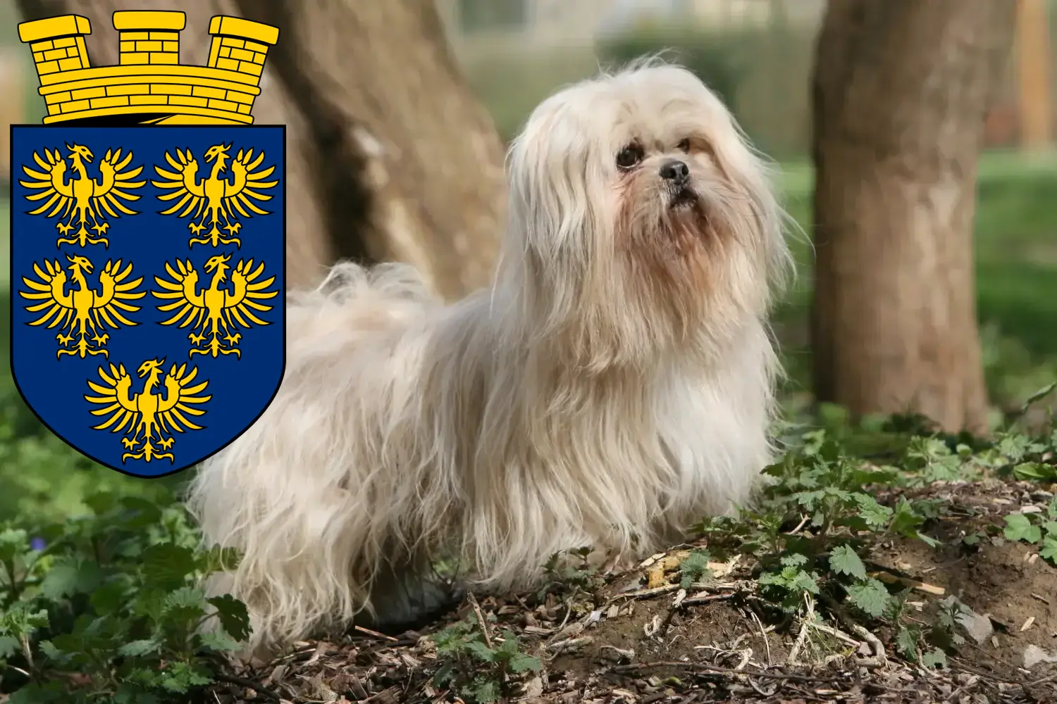 Read more about the article Lhasa Apso breeders and puppies in Lower Austria