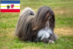 Read more about the article Lhasa Apso breeders and puppies in Mecklenburg-Vorpommern