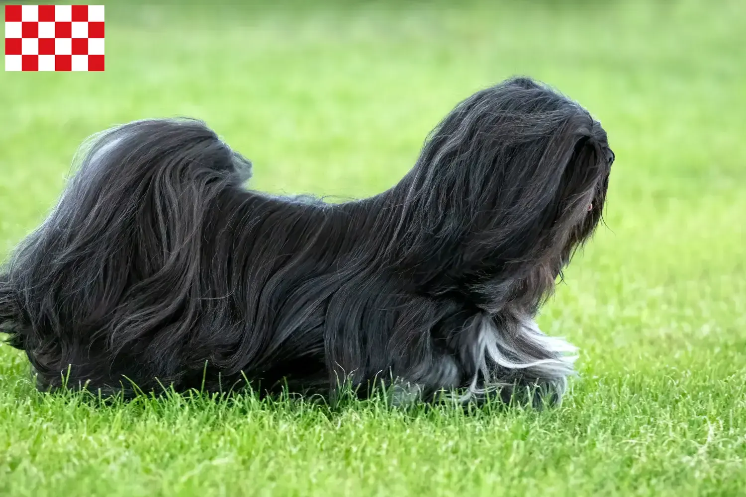 Read more about the article Lhasa Apso breeders and puppies in North Brabant