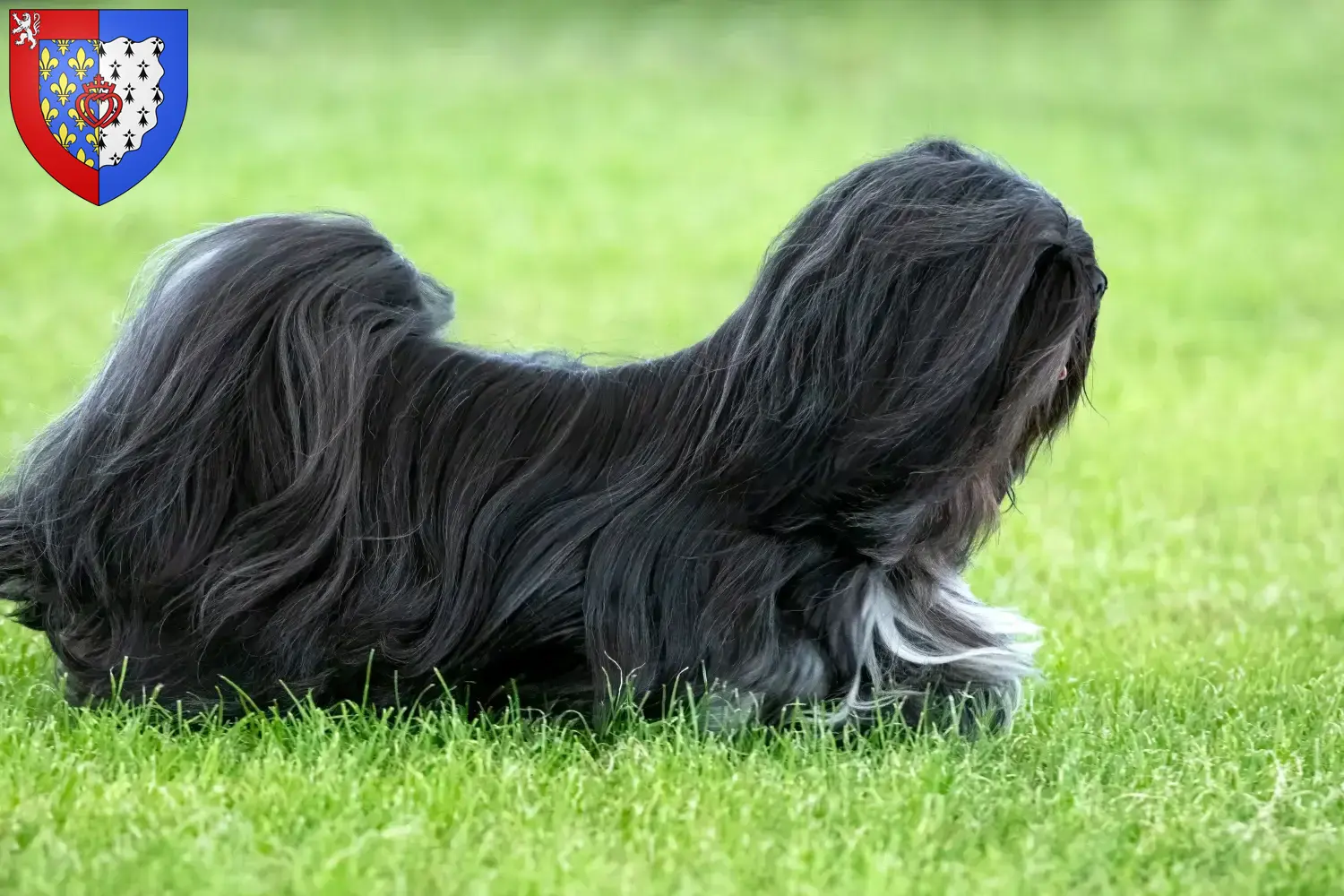 Read more about the article Lhasa Apso breeders and puppies in Pays de la Loire