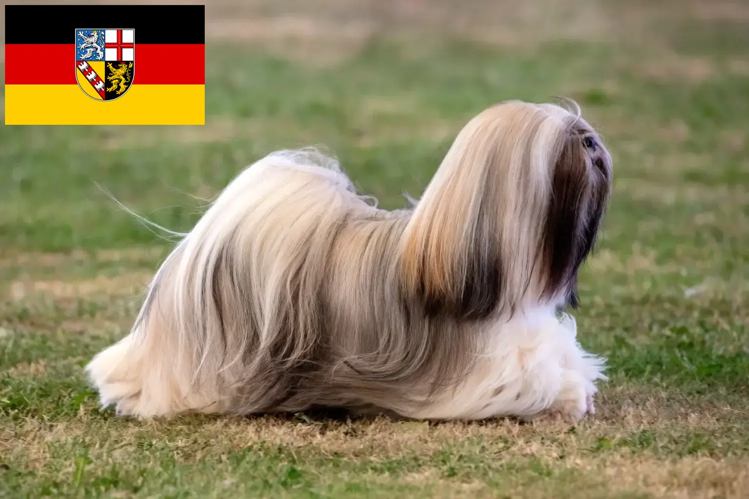 Read more about the article Lhasa Apso breeders and puppies in Saarland