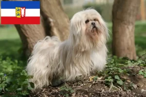 Read more about the article Lhasa Apso breeders and puppies in Schleswig-Holstein