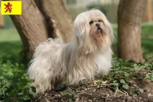 Read more about the article Lhasa Apso breeders and puppies in South Holland