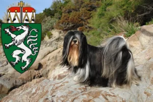 Read more about the article Lhasa Apso breeders and puppies in Styria