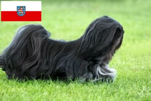 Read more about the article Lhasa Apso breeders and puppies in Thuringia