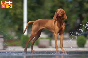 Read more about the article Magyar Vizsla breeders and puppies in Auvergne-Rhône-Alpes