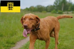 Read more about the article Magyar Vizsla breeders and puppies in Baden-Württemberg