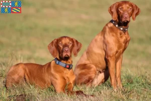 Read more about the article Magyar Vizsla breeders and puppies in Bourgogne-Franche-Comté