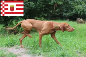 Read more about the article Magyar Vizsla breeders and puppies in Bremen