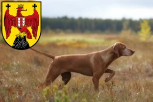 Read more about the article Magyar Vizsla breeders and puppies in Burgenland
