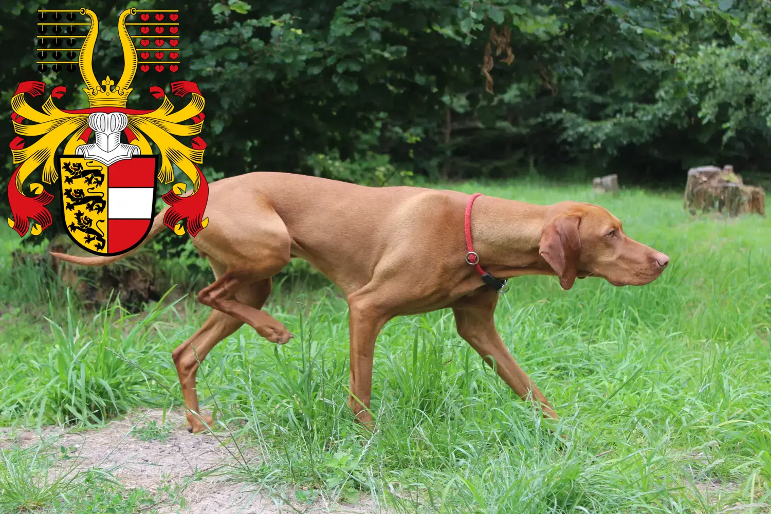 Read more about the article Magyar Vizsla breeders and puppies in Carinthia