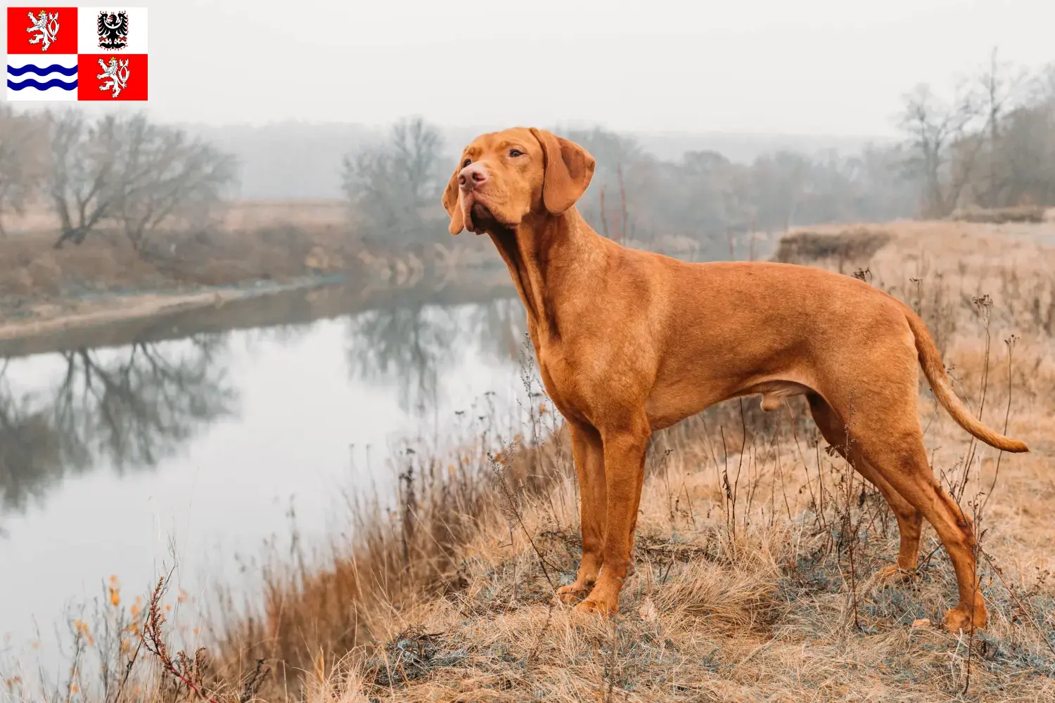 Read more about the article Magyar Vizsla breeders and puppies in Central Bohemia