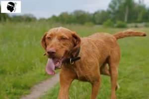 Read more about the article Magyar Vizsla breeders and puppies in Corsica