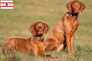 Read more about the article Magyar Vizsla breeders and puppies in Drenthe