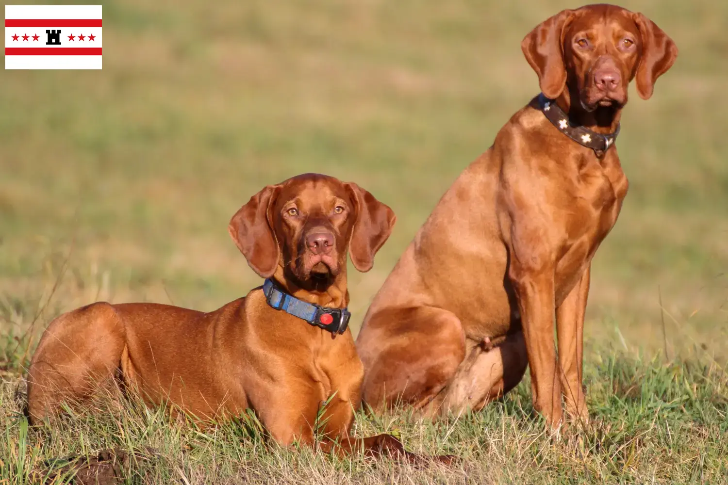 Read more about the article Magyar Vizsla breeders and puppies in Drenthe