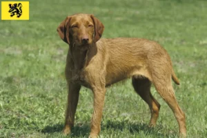 Read more about the article Magyar Vizsla breeders and puppies in Flanders